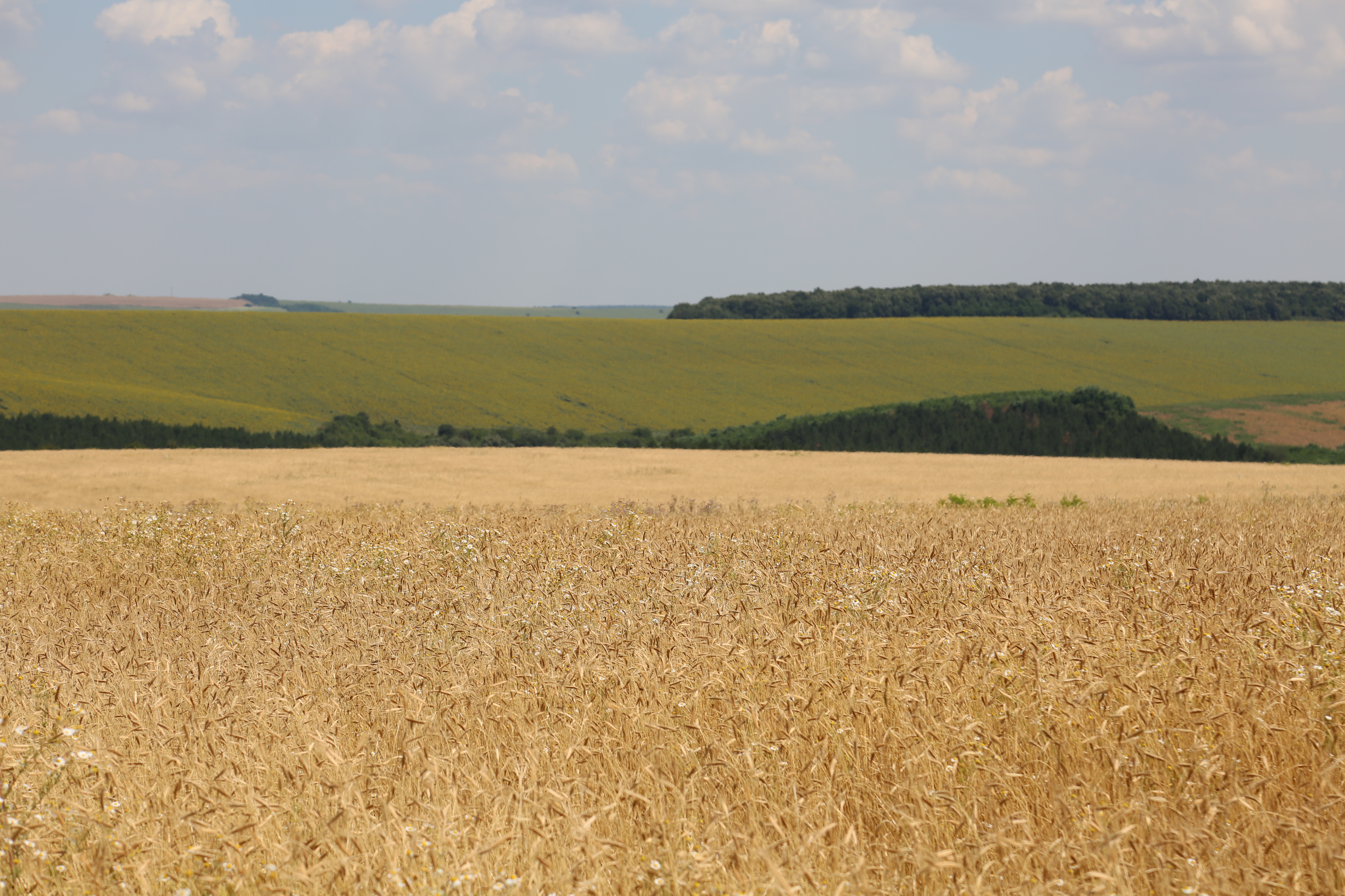 A field with einkorn